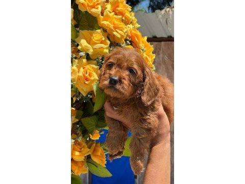 Sevimli maltipoo yavrularımız