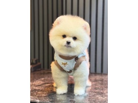 Ayıcık pomeranian boo