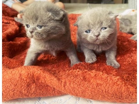 Scottish fold kırık kulaktır dişi ve erkek