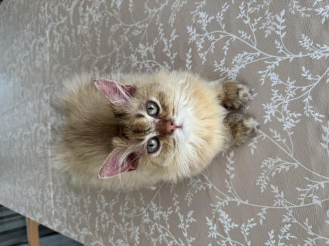 British longhair ny25 erkek yavrumuza yuva arıyoruz.