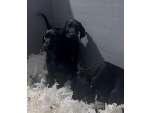 Black king doberman