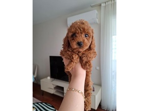 Fırsat yavruları evde büyüyen toy poodle bebekler
