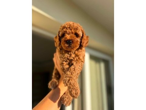 Safkan dünya tatlısı red toy poodle yavrular