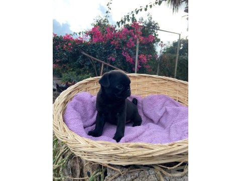 Pug mops yavrularımız