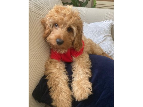 4 aylık erkek ırkının en iyisi poodle
