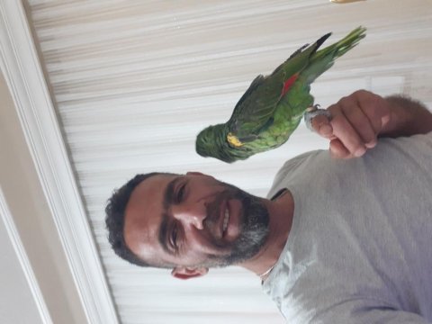 Amazon papağanı 7-8 aylık ful evcl 10 kelime konuşma var