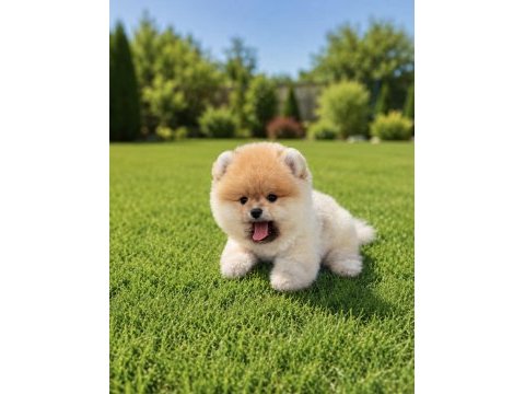 Teddy bear orange pomeranian boo ayı yavrusu