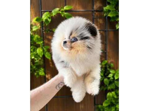 Pomeranian yavru