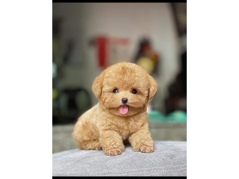 Birbirinden güzel toy poodle bebek köpekler