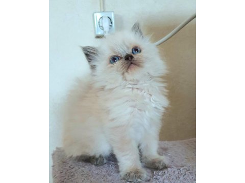 Çok çirkin british longhair yavru