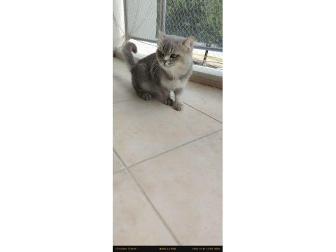 Tamamen takip şartlı british shorthair