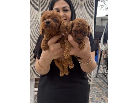 Red toy poodle yavrularım