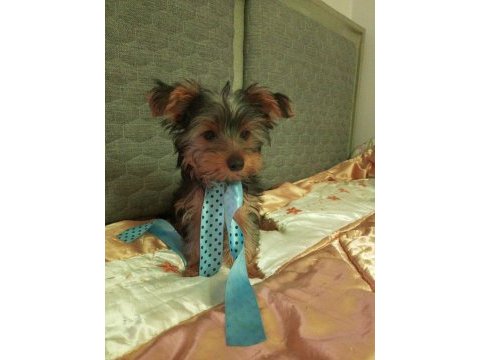 Çok tatlı yorkshire terrier yavruları