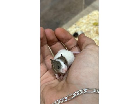 7 panda mice koloni şeklinde (renkler trde cok yok) pet