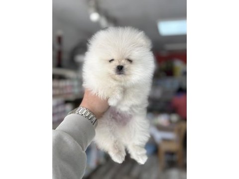 Pomeranian yavrularımız üst kalite arayabilirsiniz