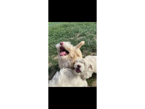 Maltipoo bebek köpekler