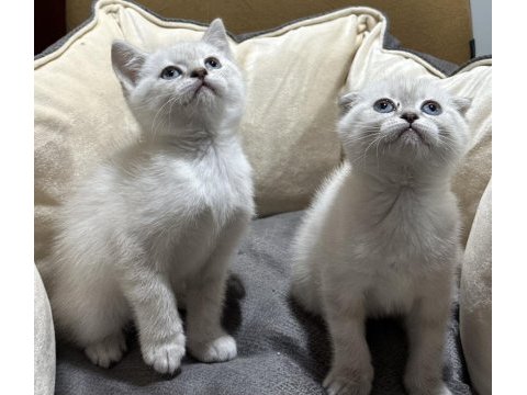 Scottish fold ve british bebekler