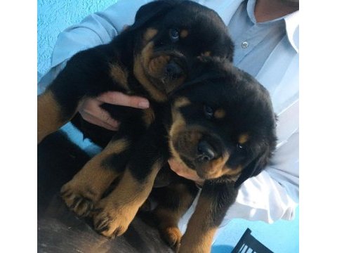 Macar koca kafa rottweiler bebekler