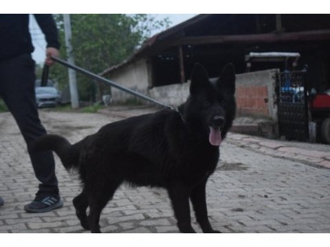 Siyah show line alman çoban köpeği