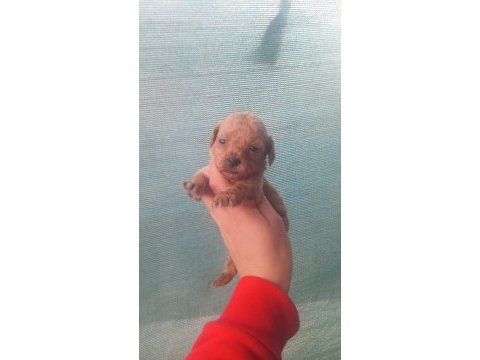 Toy poodle bebişlerimiz