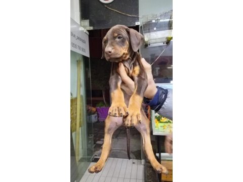Doberman yavrularımız teslime hazır