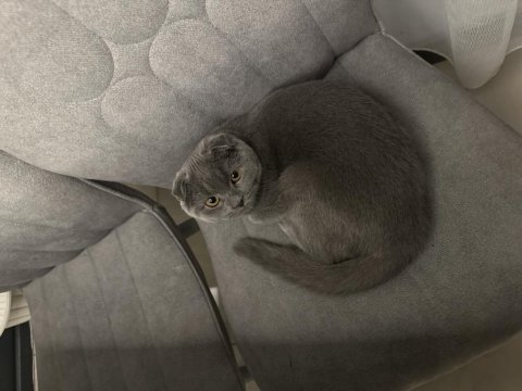 Scottish fold kedimiz