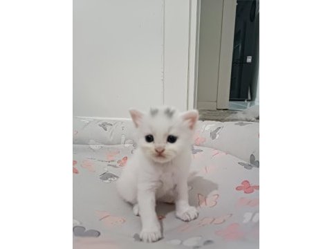 British longhair