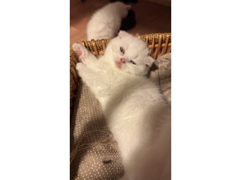 Son iki scottish fold kardeş yeni yuvalarını arıyor