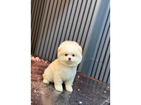 Yavru pomeranian boo köpeklerimiz