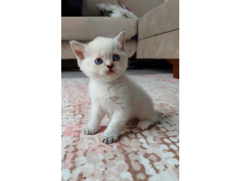 Minik kızım yeni yuvasını arıyor