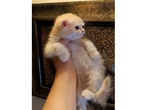 Lilac golden erkek yavru british shorthair