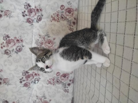 British shorthair linda ve yavruları