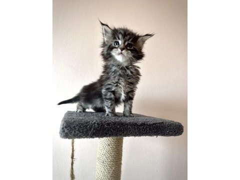 Black smoke & ns22 mainecoon yavrular