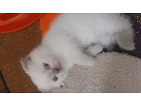 Yavru scottish fold kedilerim