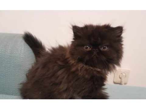 Exotik shorthair ve longhair