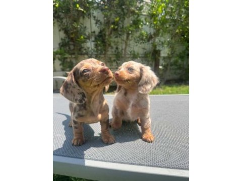 Dachshund (sosis) yavrular