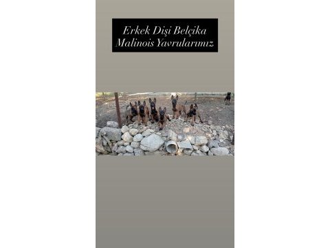 Show kalite belçika kurdu yavrularımız