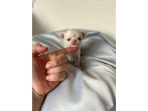 Mini mini chihuahua bebişler