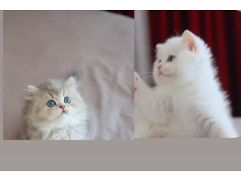 Show kalite british longhair yavrularımız