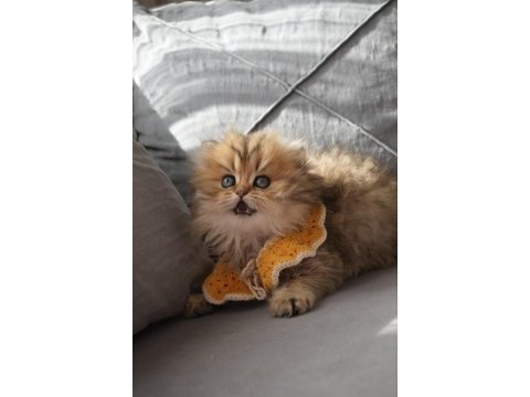 Champion babanın kızı safkan british longhair güzellik