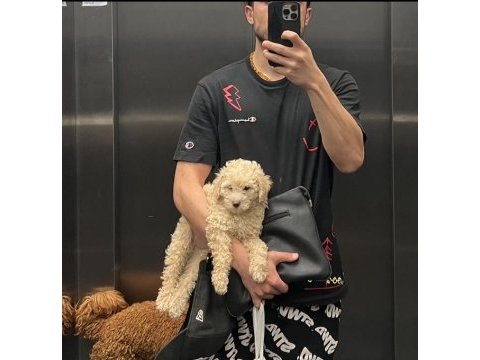 A kalite maltipoo