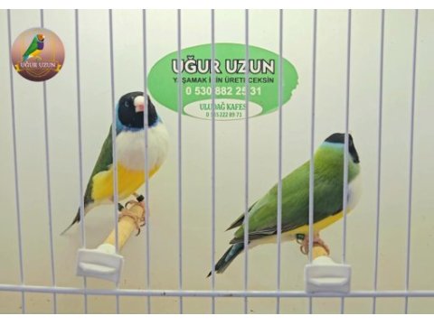 Şampiyonundan jumbo gouldian finch gökkuşağı ispinozu