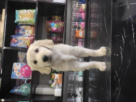 3 aylık golden retriever sahiplendirme