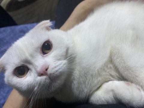 5 aylık kedim yeni sahibini arıyor scottish fold