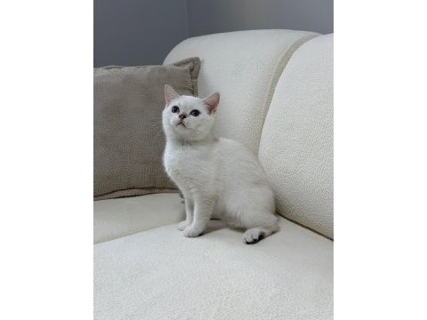 Anne altından safkan mavi göz dişi british shorthair