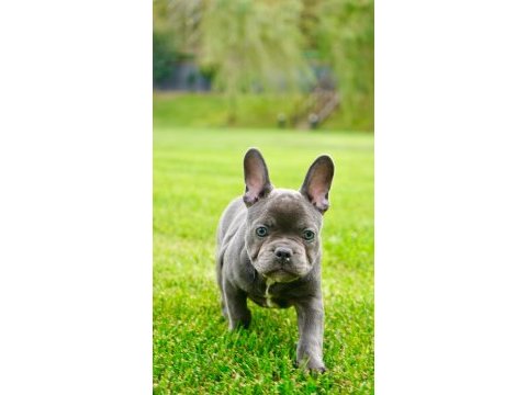 Üst kalite french bulldog yavruları çiftlikten 