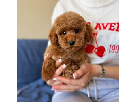 Üst kalite toy poodle yavrumuz