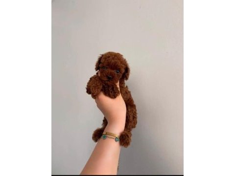 Mini mini toy poodle teacup
