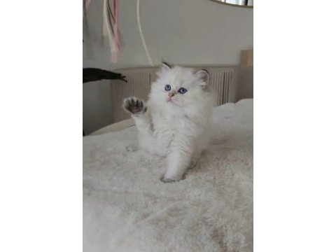 British longhair 55 günlük kedimiz