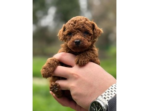 Kore kan toy poodle